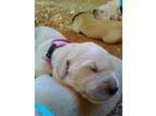 Golden Retriever Puppy for sale in Honea Path, SC, USA