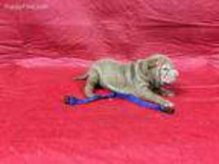 Mutt Puppy for sale in Wayne City, IL, USA