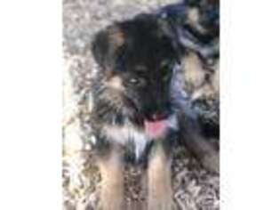 German Shepherd Dog Puppy for sale in Estacada, OR, USA