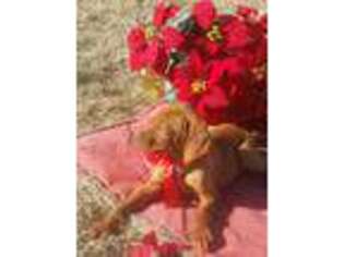 Vizsla Puppy for sale in Lavaca, AR, USA