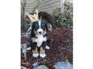 Bernese Mountain Dog Puppy for sale in Montgomery, IN, USA