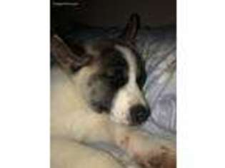 Akita Puppy for sale in Parkersburg, WV, USA