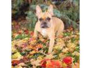 French Bulldog Puppy for sale in Middlebury, IN, USA