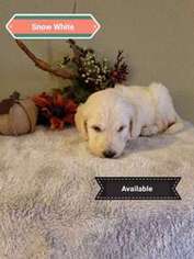Goldendoodle Puppy for sale in Jefferson City, MO, USA
