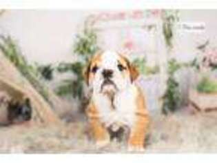 Bulldog Puppy for sale in Fort Wayne, IN, USA