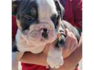 Bulldog Puppy for sale in Vanzant, MO, USA