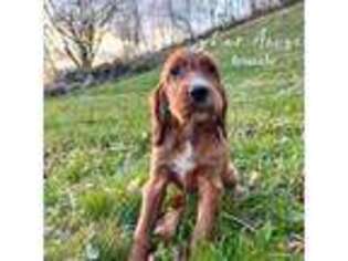 Irish Setter Puppy for sale in Home, PA, USA