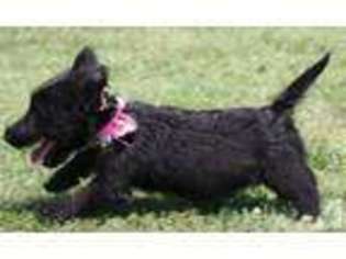 Scottish Terrier Puppy for sale in NASHVILLE, TN, USA