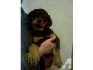 Mutt Puppy for sale in HARTVILLE, OH, USA