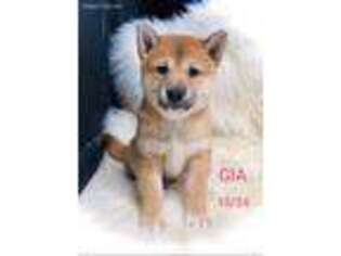 Shiba Inu Puppy for sale in Costa Mesa, CA, USA