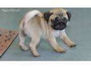 Pug Puppy for sale in Bangor, ME, USA