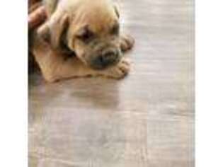 Cane Corso Puppy for sale in Riverdale, GA, USA