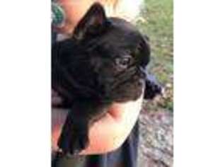 French Bulldog Puppy for sale in Tifton, GA, USA