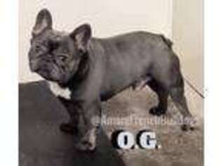 French Bulldog Puppy for sale in Newport, TN, USA