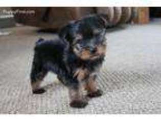 Yorkshire Terrier Puppy for sale in Montevideo, MN, USA