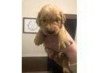 Golden Retriever Puppy for sale in Moxee, WA, USA