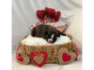 French Bulldog Puppy for sale in Broxton, GA, USA