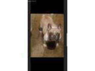 French Bulldog Puppy for sale in Bolingbrook, IL, USA