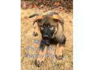 German Shepherd Dog Puppy for sale in Auburn, AL, USA