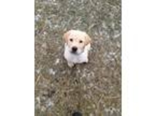 Labrador Retriever Puppy for sale in Elmwood Park, IL, USA