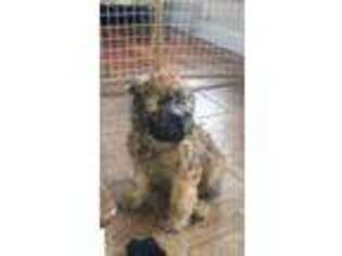 Soft Coated Wheaten Terrier Puppy for sale in Macomb, IL, USA