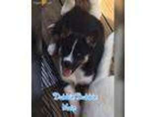 Siberian Husky Puppy for sale in Harrah, OK, USA