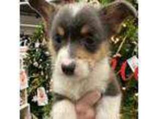 Pembroke Welsh Corgi Puppy for sale in Taneyville, MO, USA