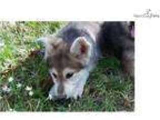 Wolf Hybrid Puppy for sale in Houston, TX, USA