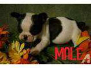 French Bulldog Puppy for sale in WOODBINE, MD, USA
