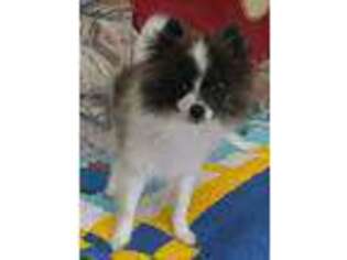 Pomeranian Puppy for sale in Ruffin, NC, USA