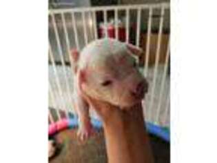 American Bulldog Puppy for sale in Trenton, MO, USA