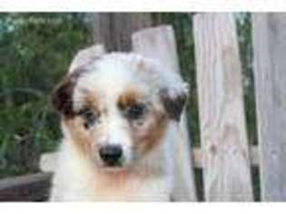 Australian Shepherd Puppy for sale in Dulzura, CA, USA