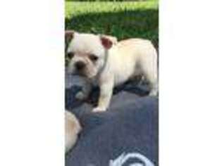 French Bulldog Puppy for sale in Simms, TX, USA
