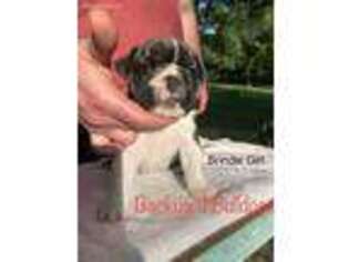 Bulldog Puppy for sale in Mcalester, OK, USA