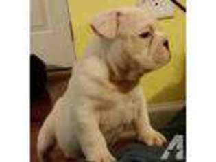 Bulldog Puppy for sale in MEBANE, NC, USA