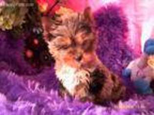 Yorkshire Terrier Puppy for sale in Olean, NY, USA