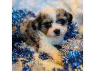 Mutt Puppy for sale in Dresden, OH, USA