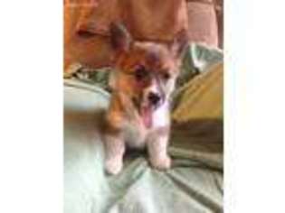Pembroke Welsh Corgi Puppy for sale in Smithville, OK, USA