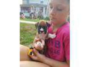 Boxer Puppy for sale in Kenyon, MN, USA