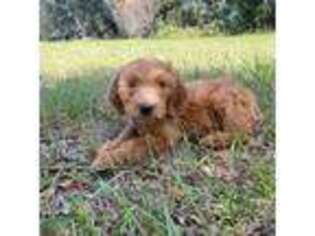 Goldendoodle Puppy for sale in Cottondale, FL, USA