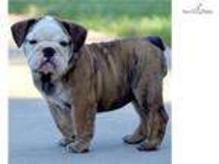 Bulldog Puppy for sale in Fort Worth, TX, USA