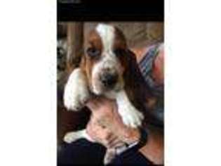 Basset Hound Puppy for sale in Tupelo, OK, USA