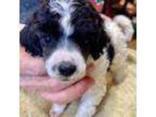 Mutt Puppy for sale in Lake Charles, LA, USA