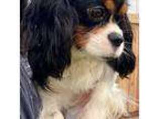 Cavalier King Charles Spaniel Puppy for sale in Paris, KY, USA