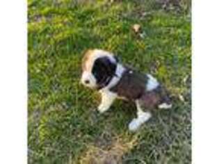 Saint Bernard Puppy for sale in Broadalbin, NY, USA