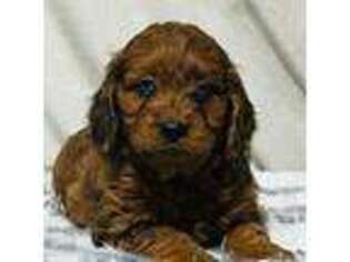 Cavapoo Puppy for sale in Sugarcreek, OH, USA