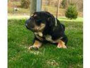 Bulldog Puppy for sale in Mifflintown, PA, USA