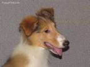Collie Puppy for sale in Adair, OK, USA