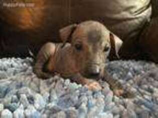 Mutt Puppy for sale in Ranburne, AL, USA