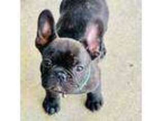 French Bulldog Puppy for sale in Lawley, AL, USA